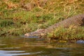 Nile Crocodile lying along the river bank on kafue river in zambia Royalty Free Stock Photo