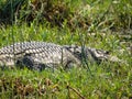 Nile Crocodile lying along the river bank in Lower zambezi Royalty Free Stock Photo