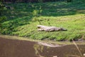 Nile Crocodile lying along the river bank on the lufupa river zambia Royalty Free Stock Photo