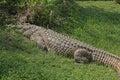 NILE CROCODILE LYING IN THE SUN ON GRASS Royalty Free Stock Photo