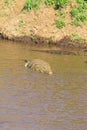 Nile crocodile on the Mara River in Kenya. Africa Royalty Free Stock Photo