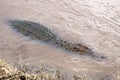 Nile Crocodile moving back into water Royalty Free Stock Photo