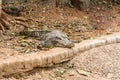 Nile Crocodile in Nandan Kannan Zoological park, Orissa, India.
