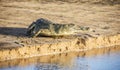 Nile crocodile Royalty Free Stock Photo