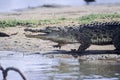 Nile Crocodile Royalty Free Stock Photo