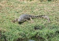 Nile Crocodile Royalty Free Stock Photo