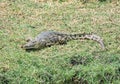 Nile Crocodile Royalty Free Stock Photo