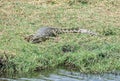 Nile Crocodile Royalty Free Stock Photo