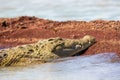 Big nile crocodile, Chamo lake Falls Ethiopia Royalty Free Stock Photo