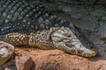 Nile Crocodile Portrait Crocodylus Niloticus