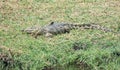 Nile Crocodile Royalty Free Stock Photo