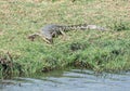 Nile Crocodile Royalty Free Stock Photo