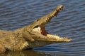 Nile Crocodile on the River Bank Royalty Free Stock Photo