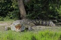 Nile Crocodile on River Bank Royalty Free Stock Photo