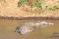 Nile crocodile on the river Mara. Masai Mara, Kenya. Africa Royalty Free Stock Photo