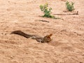 Nile Crocodile Royalty Free Stock Photo