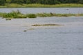 Nile Crocodile searching for fish at a stream mouth Royalty Free Stock Photo