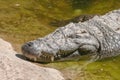 Nile crocodile sleeping Royalty Free Stock Photo