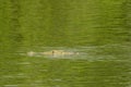 Nile crocodile swimming Royalty Free Stock Photo