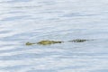 Nile crocodile swimming Royalty Free Stock Photo