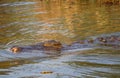 Nile Crocodile swimming along the river bank on the kafue river zambia Royalty Free Stock Photo