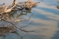 Nile Crocodile swimming along the river bank on the luangwa river zambia Royalty Free Stock Photo