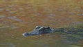 A Nile Crocodile swimming and approaching in the water, Zambia, Africa Royalty Free Stock Photo