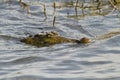 Nile crocodile swimming Royalty Free Stock Photo