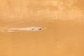 Nile crocodile swimming through the river Royalty Free Stock Photo