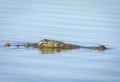Nile crocodile swimming in water in Kruger Park in South Africa Royalty Free Stock Photo