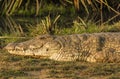 Nile Crocodile in Tsave national Park Kenya East Africa Royalty Free Stock Photo