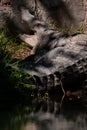 Nile crocodile walking outdoors, sulit grass around Royalty Free Stock Photo