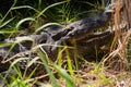 Nile crocodile walking outdoors, sulit grass around Royalty Free Stock Photo