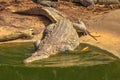 Nile Crocodile in the water