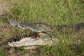 Nile Crocodile (Crocodylus niloticus) Royalty Free Stock Photo