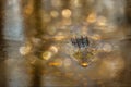 Nile crocodile (Crocodylus niloticus) swimming in  a river with bokeh lights in a zoo Royalty Free Stock Photo