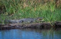 Nile crocodiles,Crocodylus niloticus, on the banks of the Kwando River, Caprivi, Namibia Royalty Free Stock Photo