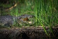 Nile crocodiles,Crocodylus niloticus, on the banks of the Kwando River, Caprivi, Namibia Royalty Free Stock Photo