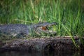 Nile crocodiles,Crocodylus niloticus, on the banks of the Kwando River, Caprivi, Namibia Royalty Free Stock Photo