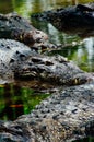 Nile crocodiles Crocodylus niloticus, close-up detail of teeth of the crocodile with open eye. Crocodile head close up in nature o