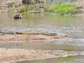 Nile crocodiles Crocodylus niloticus, Kruger National Park