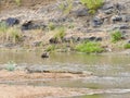 Nile crocodiles Crocodylus niloticus, Kruger National Park Royalty Free Stock Photo