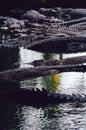 Nile crocodiles Crocodylus niloticus in the water, close-up detail of the crocodiles. Crocodiles close up in nature of Borneo Royalty Free Stock Photo