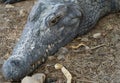 Nile crocodiles resting