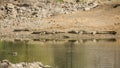 Nile crocodiles in the riverbank in Kruger park, South Africa