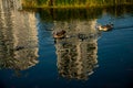 Nile geese with chicks in a pond with koi fish Royalty Free Stock Photo