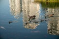 Nile geese with chicks in a pond with koi fish Royalty Free Stock Photo