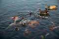 Nile geese with chicks in a pond with koi fish Royalty Free Stock Photo