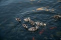 Nile geese with chicks in a pond with koi fish Royalty Free Stock Photo