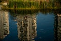 Nile geese with chicks in a pond with koi fish Royalty Free Stock Photo